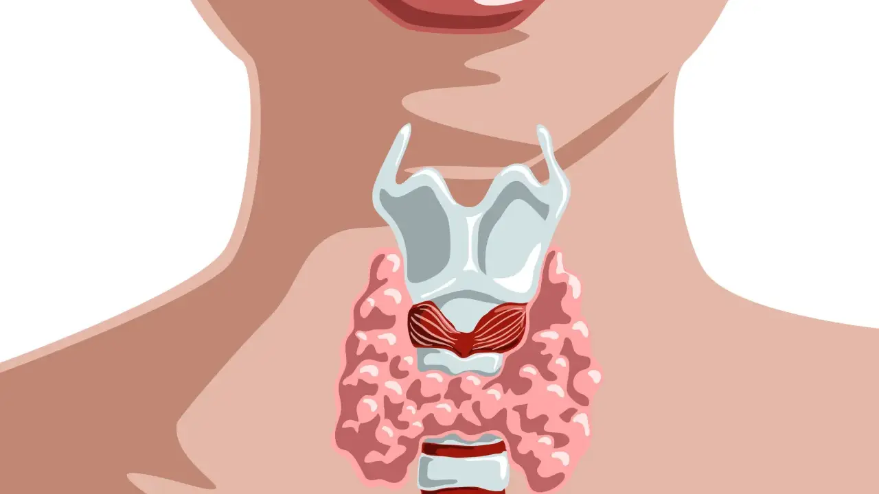 Anatomia szyi z widocznym krtanią i tarczycą. ft3.