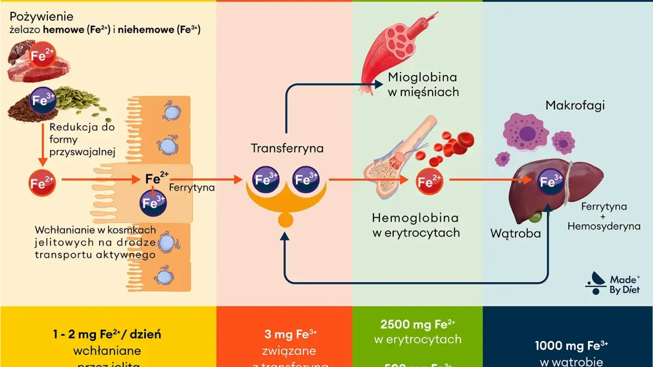Schemat pokazuje, w czym jest żelazo: wchłanianie z pożywienia, transport przez transferynę, wykorzystanie w hemoglobinie i mioglobinie, oraz przechowywanie w wątrobie i makrofagach.