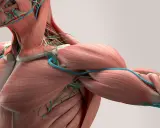 Anatomia barku i szyi z widocznymi mięśniami, naczyniami krwionośnymi i limfatycznymi. Widać gęstą sieć tkanki łącznej, czyli powięź, otaczającą struktury.