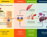 Schemat pokazuje, w czym jest żelazo: wchłanianie z pożywienia, transport przez transferynę, wykorzystanie w hemoglobinie i mioglobinie, oraz przechowywanie w wątrobie i makrofagach.