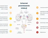Schemat powstawania infekcji dróg moczowych, od kolonizacji bakterii po zapalenie pęcherza i nerek. Leki mogą pomóc w leczeniu tego stanu.