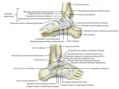 Anatomia stawu skokowego z zaznaczoną kością strzałkową i licznymi więzadłami stabilizującymi.