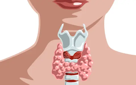 Anatomia szyi z widocznym krtanią i tarczycą. ft3.