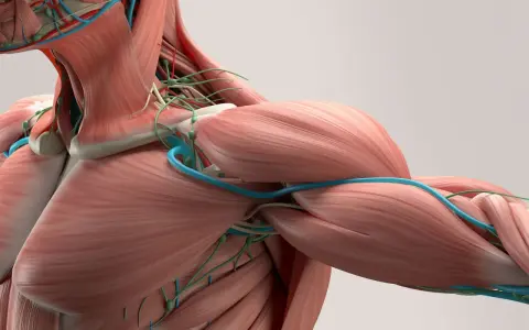 Anatomia barku i szyi z widocznymi mięśniami, naczyniami krwionośnymi i limfatycznymi. Widać gęstą sieć tkanki łącznej, czyli powięź, otaczającą struktury.