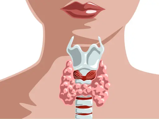 Anatomia szyi z widocznym krtanią i tarczycą. ft3.