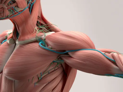 Anatomia barku i szyi z widocznymi mięśniami, naczyniami krwionośnymi i limfatycznymi. Widać gęstą sieć tkanki łącznej, czyli powięź, otaczającą struktury.