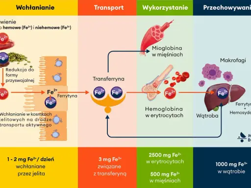 Schemat pokazuje, w czym jest żelazo: wchłanianie z pożywienia, transport przez transferynę, wykorzystanie w hemoglobinie i mioglobinie, oraz przechowywanie w wątrobie i makrofagach.