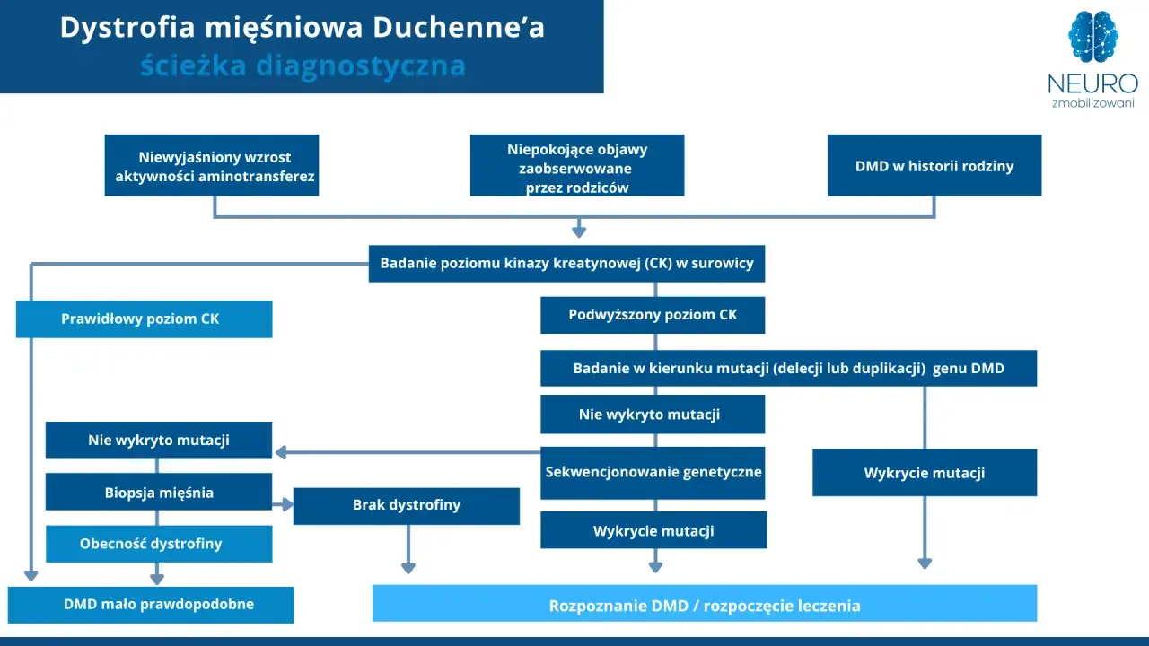 Schemat diagnostyczny dystrofii mięśniowej Duchenne'a: od objawów i badań CK po analizę mutacji genu DMD.
