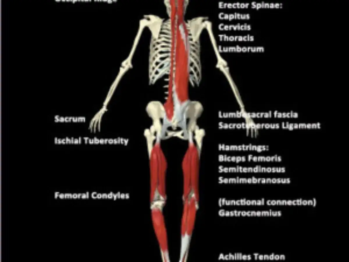 Anatomia człowieka z zaznaczonymi mięśniami i kośćmi. Widoczna jest m.in. powięź lędźwiowo-krzyżowa.