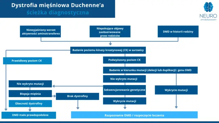 Schemat diagnostyczny dystrofii mięśniowej Duchenne'a: od objawów i badań CK po analizę mutacji genu DMD.